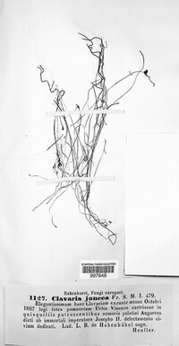 Typhula juncea image